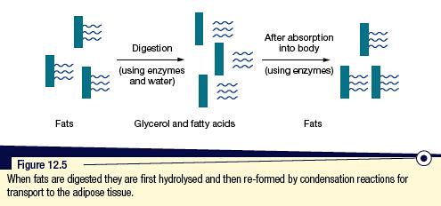 Both saturated and polyunsaturated fats are present in foods that contain fat.