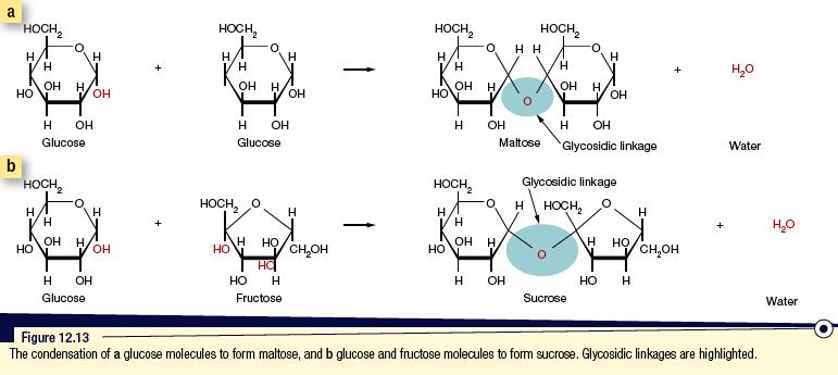 This explains the high solubility of monosaccharides in water. Glucose is found in all living things, especially in the juice of fruits, the sap of plants and in the blood and tissue of animals.