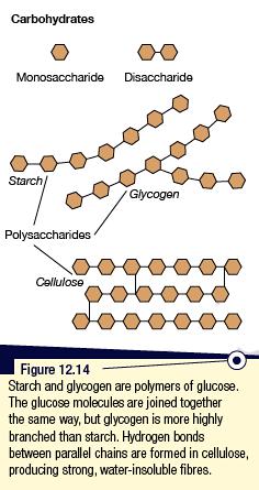 Polysaccharides: The complex carbohydrates Two other important disaccharides are lactose and sucrose. Lactose is a disaccharide made by the condensation of galactose and glucose.