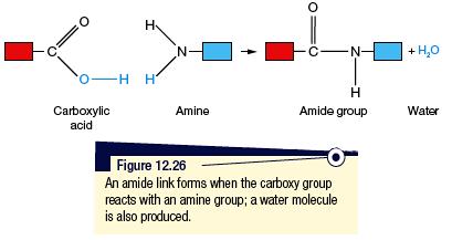 Protein structure When a molecule that contains a carboxy group, COOH, combines with a molecule containing an amine group, NH 2, a condensation reaction occurs to form an