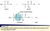 Peptides / Proteins Proteins are polymers formed by condensation reactions between amino acids During these reactions the amino acids join and form long unbranched chains.