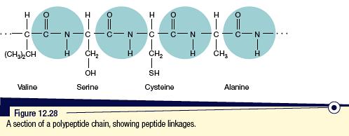 The group of atoms CONH that links the constituent amino acids is an amide group, referred to as a peptide linkage in proteins.