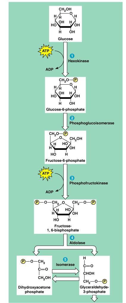 9.2 Glycolysis During glycolysis, glucose (6-C) is split into two three-carbon sugars (energy investment phase-2atp are used).