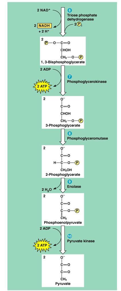 payoff phase-4atp and 2NADH produced). Each of the ten steps in glycolysis is catalyzed by a specific enzyme.