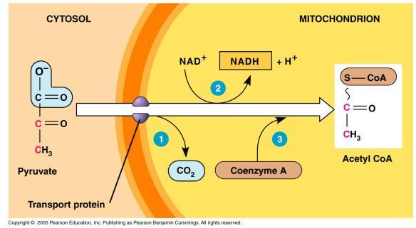 9.3 The Citric Acid Cycle Also called the Krebs cycle in honor of Hans Krebs (1930s).