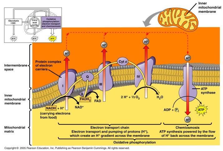 9.4 Oxidative Phosphorylation The electron transport chain is a collection of molecules embedded in the cristae.