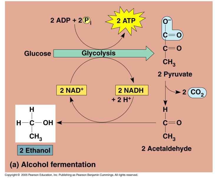 Here is an accounting of ATP production by cellular respiration. Four ATP molecules during glycolysis and the citric acid cycle.
