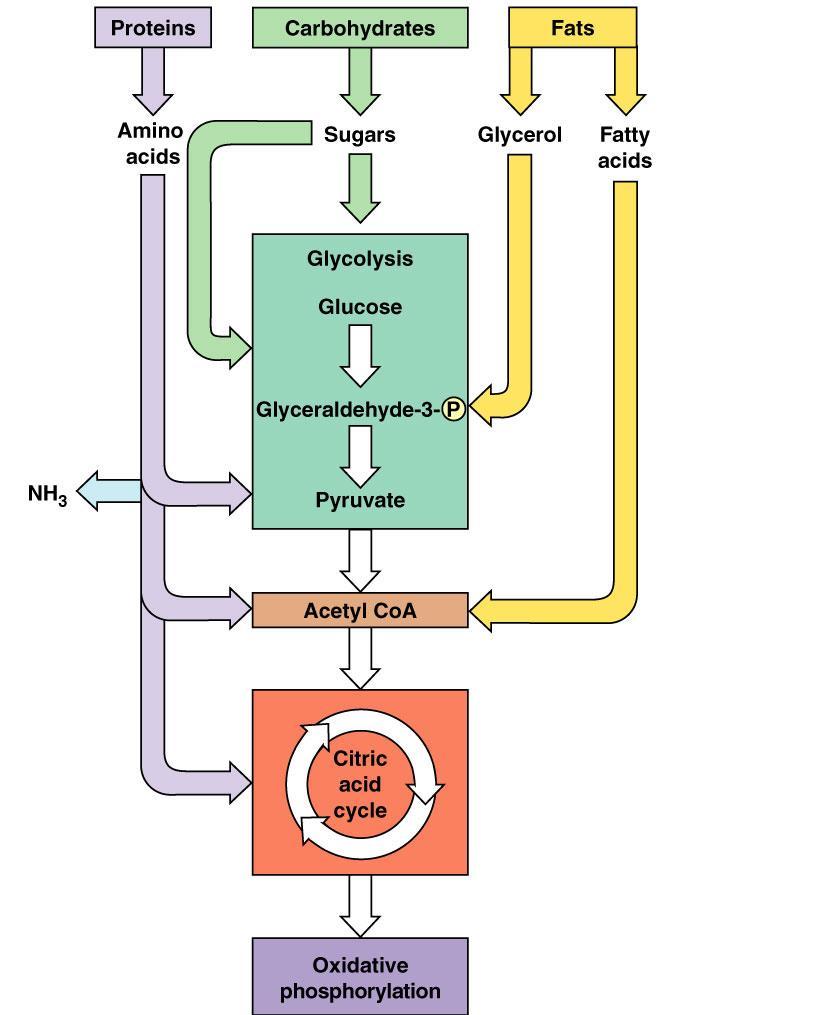 9.6 Connection to Other Metabolic Pathways Glycolysis can accept a wide range of carbohydrates for catabolism. Carbs can be hydrolyzed or modified to glucose monomers that enter glycolysis.