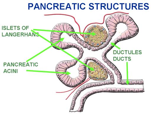 18. PANCREATIC FUNCTION AND METABOLISM ISLETS OF LANGERHANS Some pancreatic functions have already been discussed in the digestion section.
