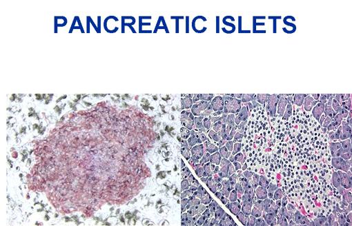 Among the islets there are also D cells, which secrete somatostatin and F cells that produce pancreatic polypeptide.