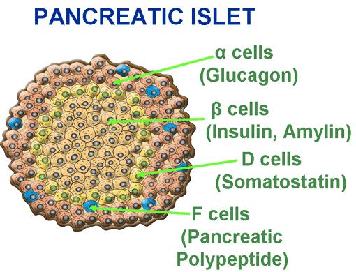 Endocrine secretions of the pancreas Figure 18-1. Islets of Langerhans Figure 18-4. Cells forming the Islets of Langerhans Figure 18-2.