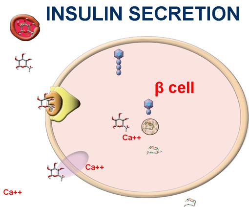 Insulin Traditionally associated with carbohydrate It also affects fat and protein, specially under disease conditions Circulates in an unbound form Half-life of 6 minutes Circulating for 10 minutes