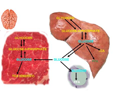 To be able to migrate out of the cells the phosphorylated glucose has to be dephosphorilated. This step is carried out by the enzyme glucose-6-phosphatase, which is only present in liver cells.