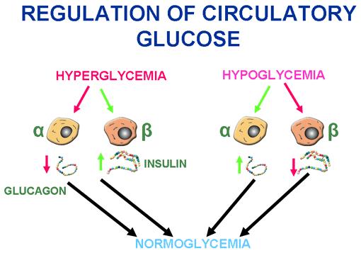 The specific effects can be summarized as promoting glycogenolysis through a complex enzymatic cascade and increasing gluconeogenesis in the liver by increasing the rate of amino acid uptake and