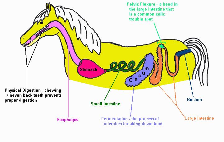 Digestive System---Drawing http://www.