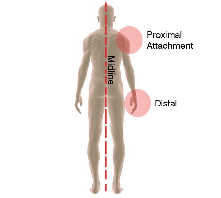 Proximal and Distal The term proximal (Latin proximus; nearest) describes where the appendage joins the body.