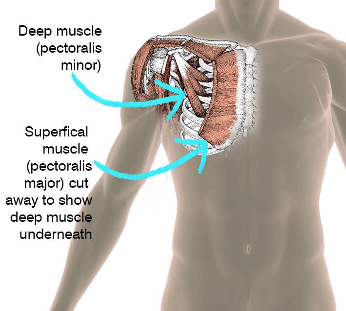 Medial towards the midline Lateral away from the midline Superficial: near the outer surface.