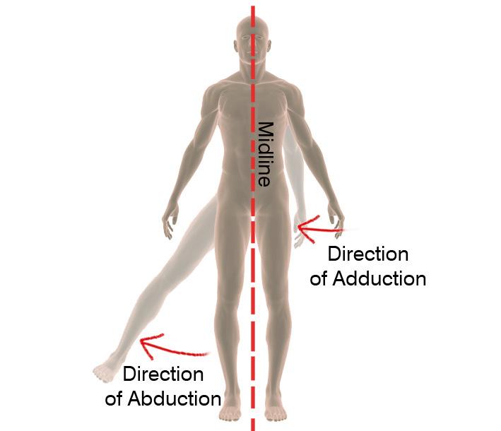 Movement Terms Abduction A motion that pulls a structure or part away from the midline of the body.
