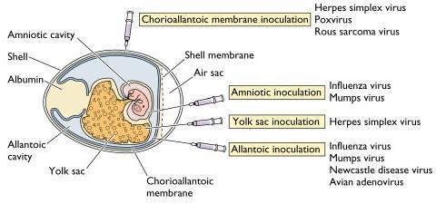 NOTE: In an infected cell everything happens in continuum, there are no labeled segments of the infectious cycle.