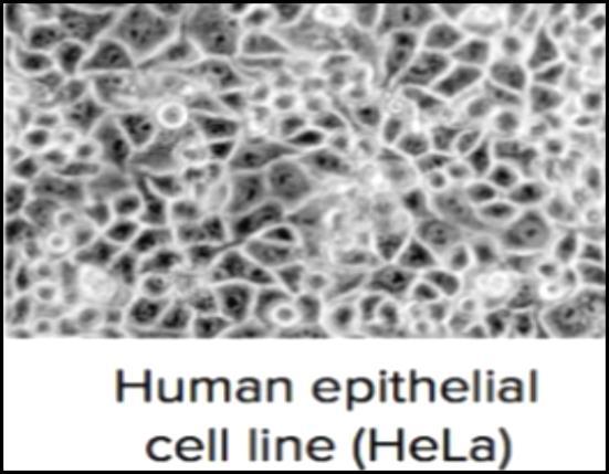 (HeLa cells come from a sample taken and cultured from a woman called Henrietta Lacks & were named using the two initials of her first (He) and last (La) names.