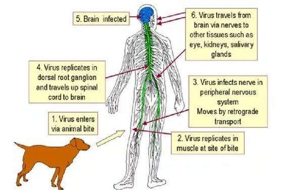 The pet itself gets the rabies virus via a bite by a racoon or a wild animal That s the reason