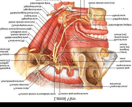 meninges of the middle cranial fossa.