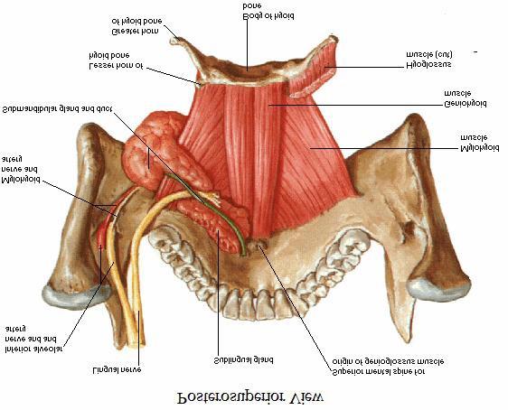 2 The lingual nerve: The lingual nerve appears below the lateral pterygoid and passes forwards and downwards on the medial pterygoid.