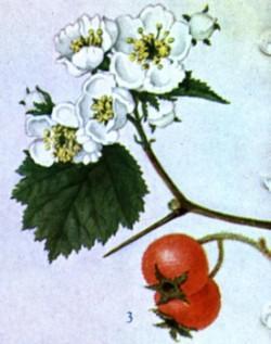 Hawthorn: Hawthorn is a spiny, flowering shrub or small tree of the rose family. The species of hawthorn discussed here are native to northern European regions and grow throughout the world.