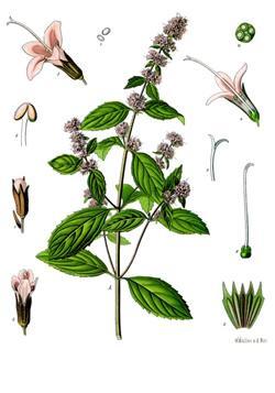 Peppermint: The herb peppermint, a cross between two types of mint (water mint and spearmint), grows throughout Europe and North America.