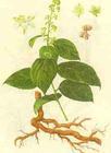 Thunder God Vine: Thunder god has been used in China for health purposes for more than 400 years.