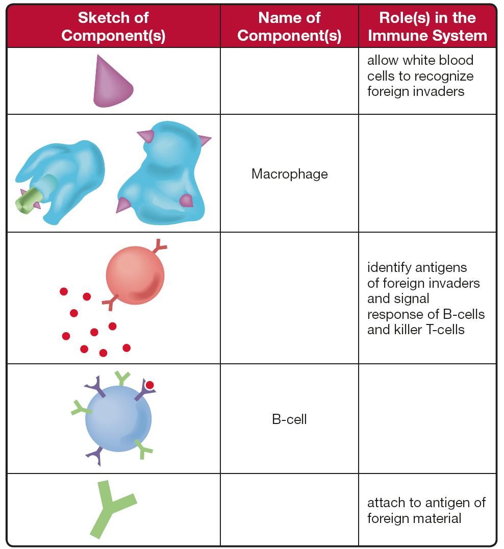 Immunity Summary Assignment Vaccination Artificially developed immunity Injection of