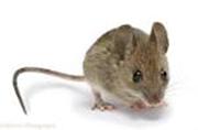 Transgenic AD (APP/PS1) mouse model for investigating the effect of PAW Wild type 5 M