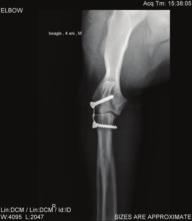 Reduced elbow luxation in a 6yo Crossbreed dog using a modified bone staple, CrCd view Aftercare The elbow is most stable when moderately extended to the normal