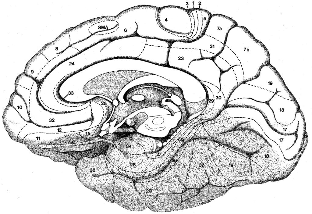 Neurobiological Impacts of Trauma vmpfc Amygdala