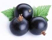 Blackcurrant A scientific review published in2012noted the therapeutic potential of blackcurrants against heart, nerve and eye disease, kidney stones and diabetic neuropathy.