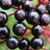 Elderberry Natural anti-viral activity: A placebo-controlled, double-blind study showed it reduced the duration of the flu to as little as2-4days.
