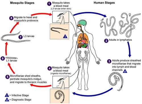 Life Cycle in Man after Infection: 3rd stage microfilaria larvae enter the blood circulation of man during the mosquitoe s bite and reach the lymphatic vessels.