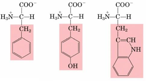 Aromatic amino acids Phenylalanine (Phe,