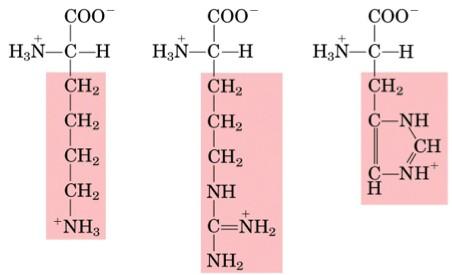 Basic amino acids Lysine (Lys, K)