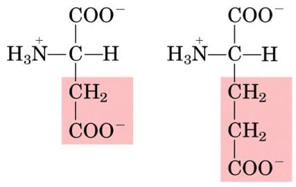 Acidic amino acids Aspartic
