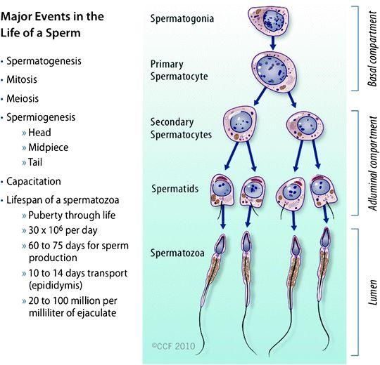 Spermatogenesis System of tubes in testicles (seminiferous tubules)