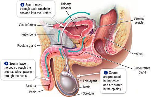 Sperm Movement in Male Reproductive Tract Sperm complete their development in epididymis When a male is stimulated,