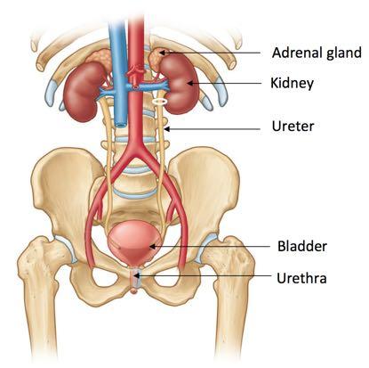 Lecture 56 Kidney and Urinary System The adrenal glands are located on the superomedial aspect of the kidney The right diagram shows a picture of the