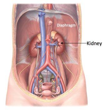 5cm thick (bean shaped) The kidneys are located outside the peritoneal cavity; it extends from T12-L3 The kidney can move up and down along with the