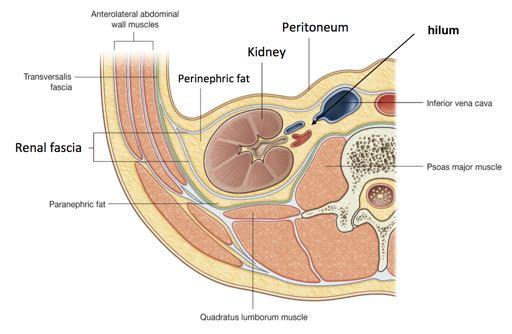 The kidney is lined by perinephric fat which is then lined by renal fascia The kidney has a hilum located