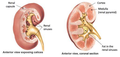 The space within the kidney is known as the renal sinuses which are usually filled with perinephric fat.