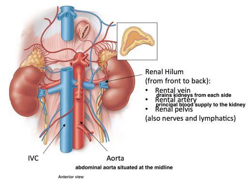 The renal pelvis is the superior dilated part of the ureter The renal hilum from front (anterior) to back (posterior):