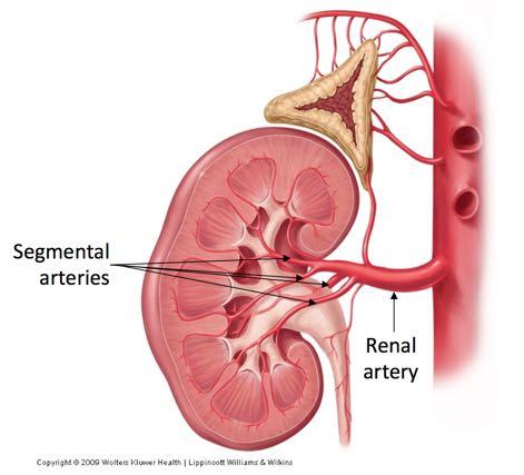 Renal arteries divide into segmental arteries which supply separate compartments of the kidney (known as renal segments) Each renal segment has an independent blood supply and