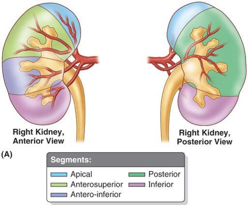 exists: this is due to the kidney s initial development at the lower pelvis the kidney then changes its position due to different growth rate compared to the abdominal wall;