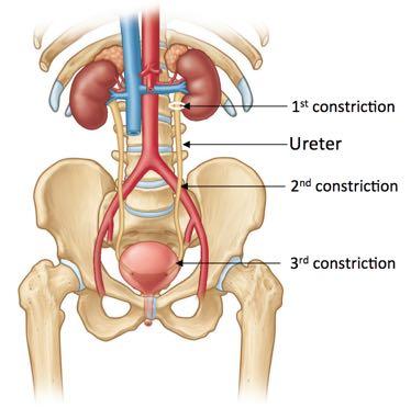 brim; the ureter tips over the pelvic brim as it enters the pelvis the bony edge compresses the ureter laterally v 3 rd constriction occurs at the terminal portion of the